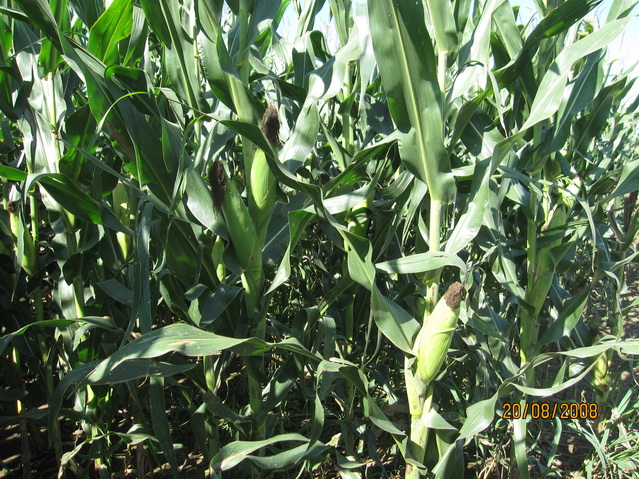 <em>作物</em><em>生產</em><em>與</em><em>經營管理</em><em>專業</em>：《玉米標準化<em>生產</em>》<em>課程</em><em>思</em><em>政</em><em>課堂教學</em><em>設計</em>