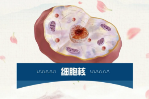 一分鐘<em>了解</em>細胞核