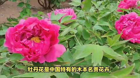 牡丹花：中國的國色天香