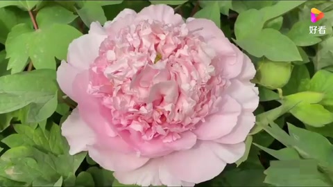 牡丹<em>的</em><em>象征</em>意義和精神