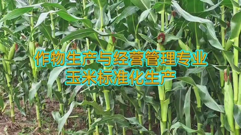 <em>作物</em><em>生產(chǎn)</em><em>與</em><em>經(jīng)營管理</em><em>專業(yè)</em>：《玉米<em>標(biāo)準(zhǔn)化</em><em>生產(chǎn)</em>—選用良種》