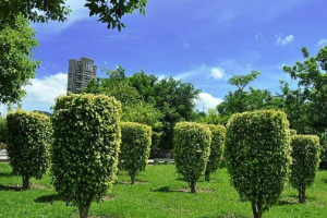 <em>課程標準</em>：<em>園林</em><em>技術</em><em>專業</em>《<em>園林</em>樹木》<em>課程標準</em>
