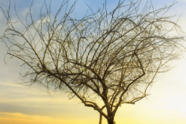 <em>微</em><em>課</em>：殯葬設(shè)備維護(hù)技術(shù)<em>專業(yè)</em>《喪葬<em>禮儀</em>》