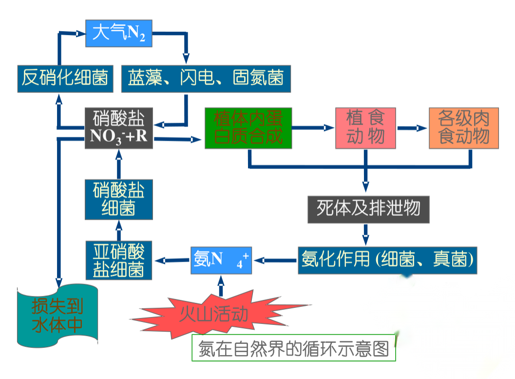 <em>氮</em>在自然界的<em>循環</em>示意圖