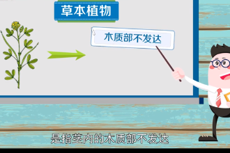 帶您了解<em>草本植物</em>