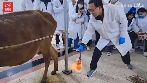 中<em>獸醫</em>老師用火燒牛背 學生：這是給動物做 “保健”