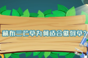 藏布三芒草為何適合作<em>飼草</em>