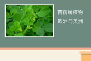 苜蓿草：一種優良的<em>飼草</em>資源