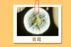 <em>原來</em>青霉<em>長</em><em>這樣</em>