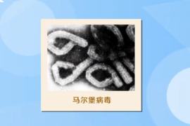 一分鐘了解馬爾堡病毒（致命性動物病毒）