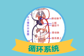 一分鐘了解人體八大系統之一循環系統