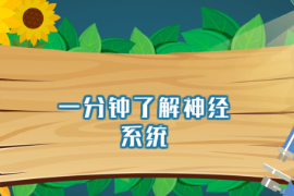 一分鐘了解神經系統