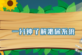 一分鐘了解泌尿系統