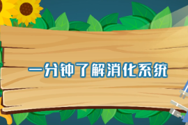 一分鐘了解消化系統