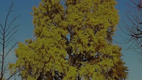 銀杏：植物界的<em>活化石</em>