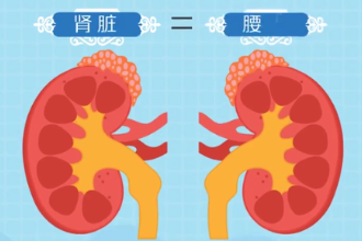 腎臟—人體的重要<em>器官</em>