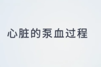 心臟的泵血過程