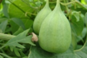 北馬兜鈴—馬兜鈴科馬兜鈴屬植物