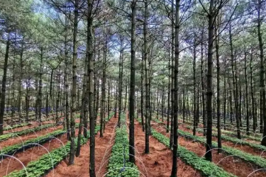 <em>林業</em><em>技術</em><em>專業</em>：《林下經濟植物<em>栽培</em>—廣藿香林下<em>栽培</em><em>與</em>鄉村振興的融合<em>實踐</em>》<em>課程</em>思政案例