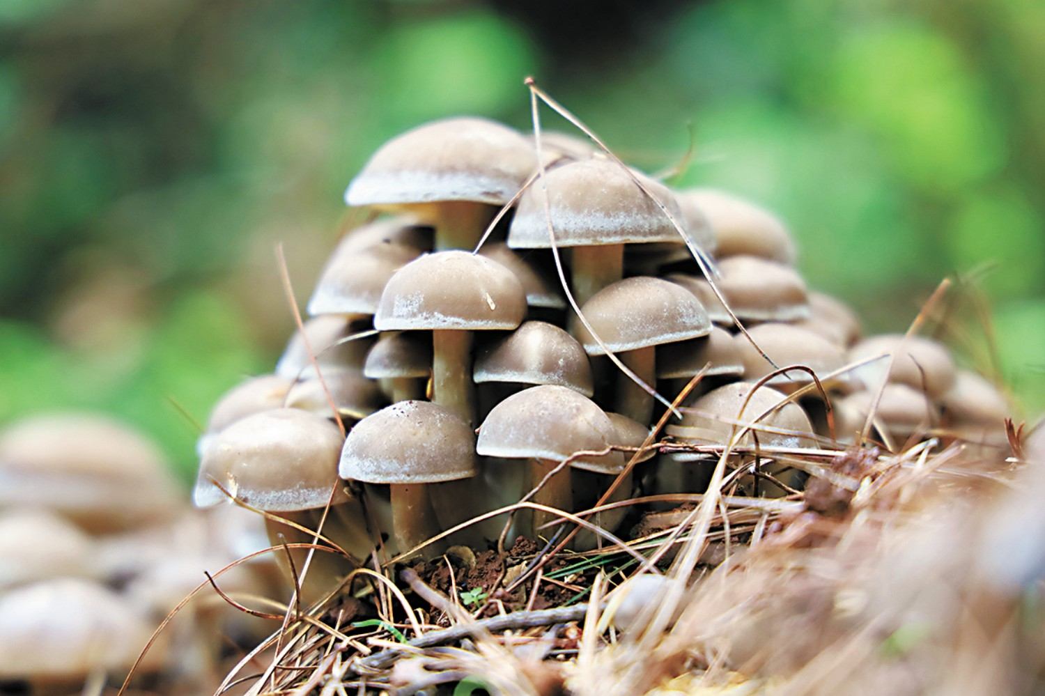 <em>林業</em><em>技術</em><em>專業</em>：《食用菌栽培<em>技術</em>—菌香蘊匠心—食用菌栽培中的<em>思</em><em>政</em>育人實踐》<em>課程</em><em>思</em><em>政</em>案例