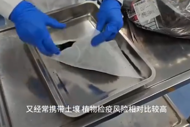 海關實驗室 植物檢疫小<em>科普</em>