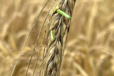 科學家破解大麥<em>種子</em>休眠關鍵機制 助力應對氣候與糧食挑戰