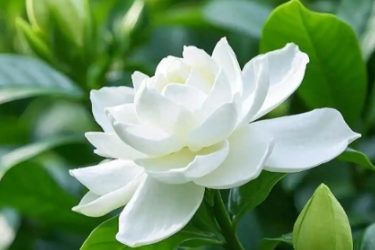 梔子花養(yǎng)護小技巧