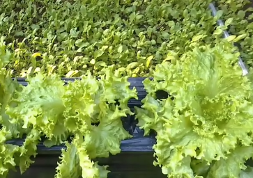 智能溫室賦能棚膜經濟 科技助力農民增收