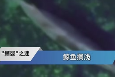 海洋魚類冷知識：走近小鳁<em>鯨</em>胚胎身世之謎