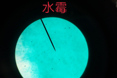 水霉——水霉科的一類水生真菌