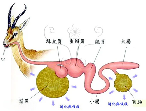 反芻動(dòng)物