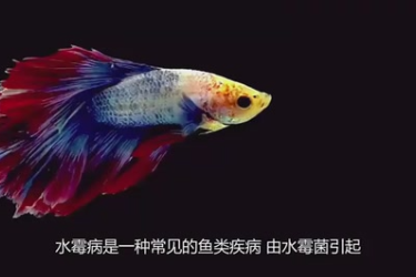 水霉病對(duì)魚的影響