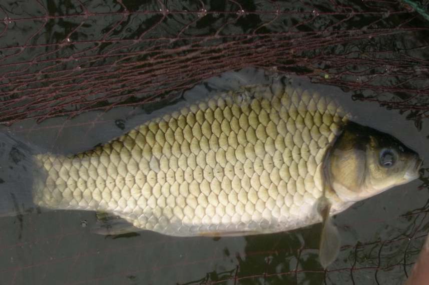 湘云鯽——脊索動物門硬骨魚綱的一種三倍體<em>鯽魚</em>