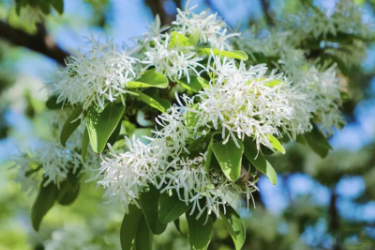 園林植物——<em>流蘇</em>花