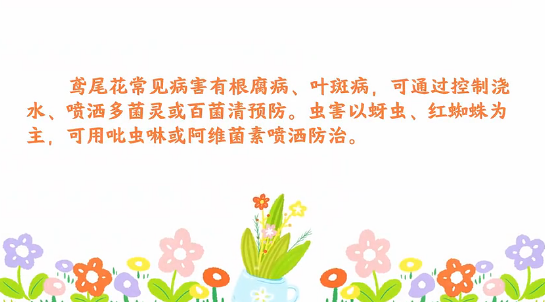 <em>荷花</em>病蟲害防治小技巧