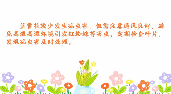 藍雪花<em>病蟲害</em><em>防治</em><em>小</em><em>技巧</em>