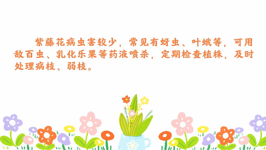 紫藤花<em>病蟲害</em><em>防治</em><em>小</em><em>技巧</em>