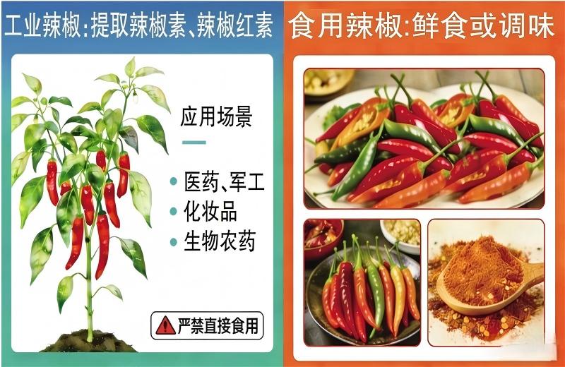 工業(yè)辣椒：能做口紅、催淚瓦斯，就是不能吃