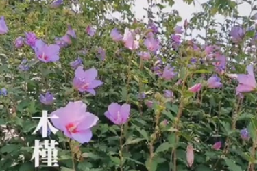 木槿：朝開暮落復朝開